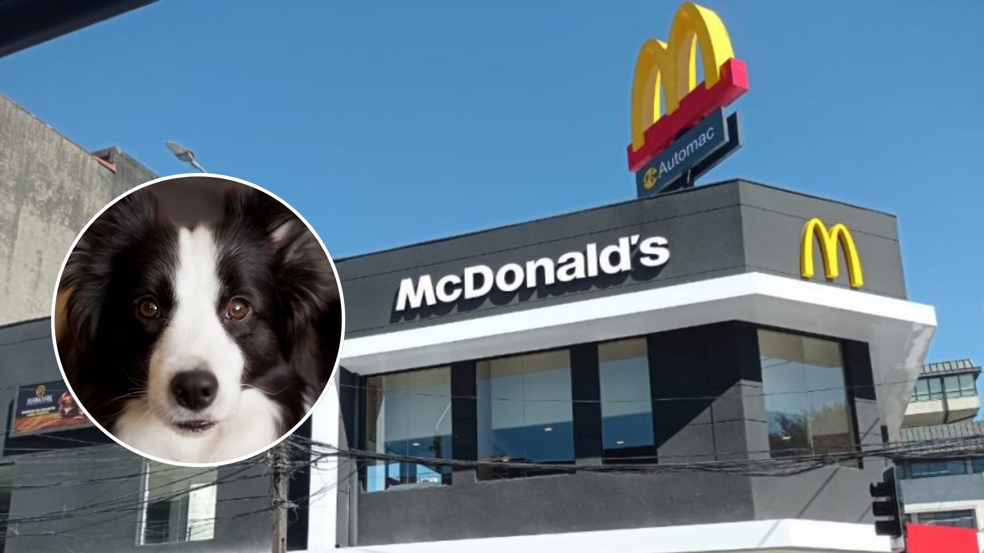 Corte ratifica condena contra McDonald’s: deberá pagar 8 millones a dueña de perra fallecida en uno de sus locales