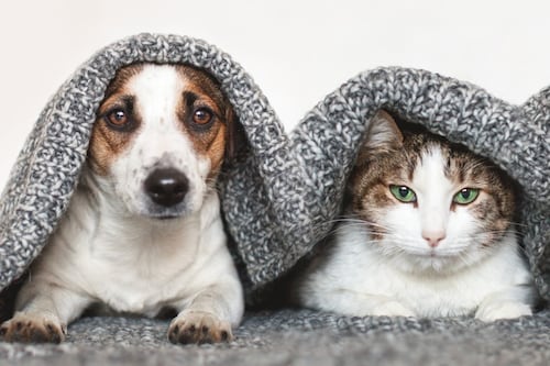 “Luna” y “Toby” lideran los nombres de mascotas más comunes en Chile