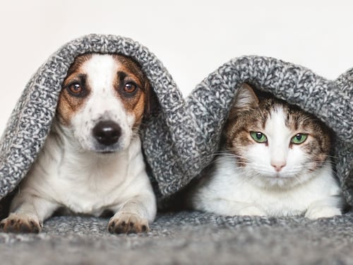 “Luna” y “Toby” lideran los nombres de mascotas más comunes en Chile