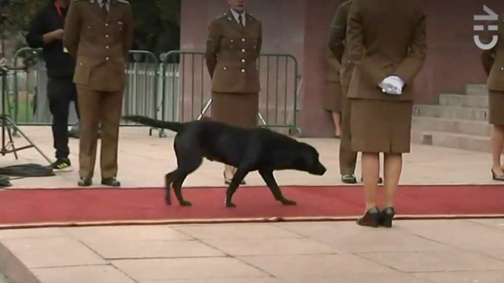 Perrito en cuenta pública | Captura: CHV