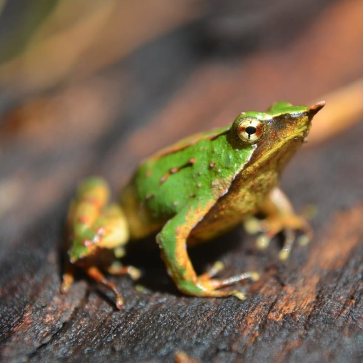 Contraloría toma razón de decreto para proteger ranita de Darwin Contraloría toma razón de decreto para proteger ranita de Darwin