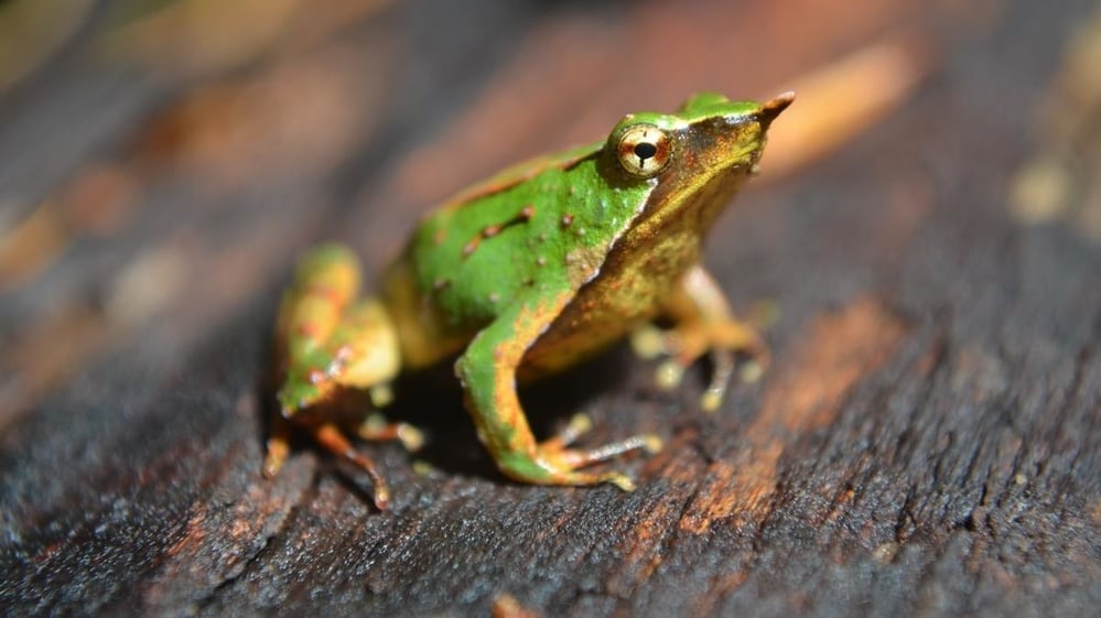 Ranita de Darwin en peligro