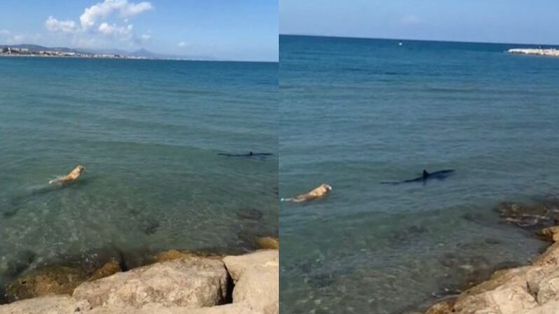 Perro vs Tiburón