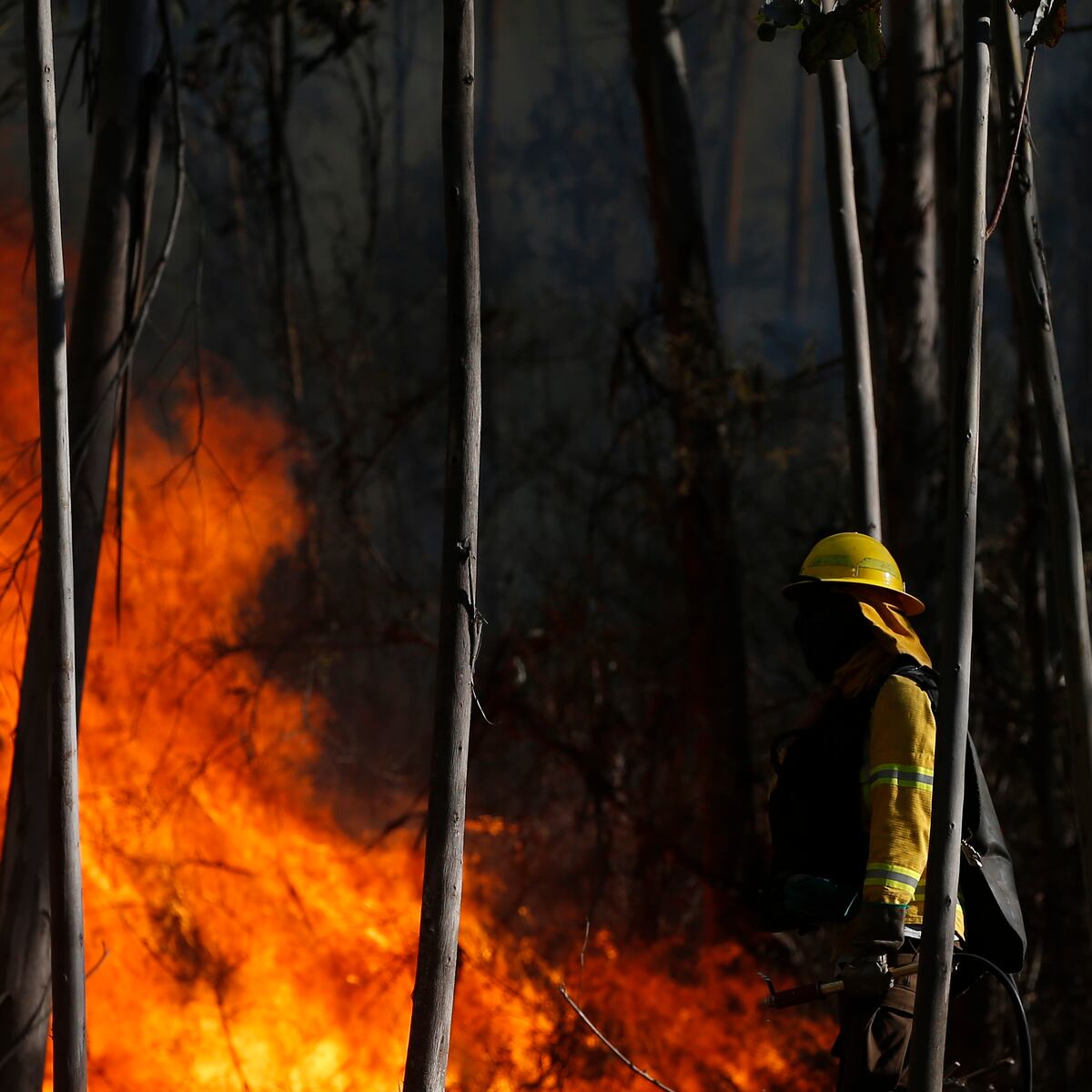 Tragedia en Curepto: Mujer de 82 años fallece en incendio forestal Tragedia en Curepto: Mujer de 82 años fallece en incendio forestal