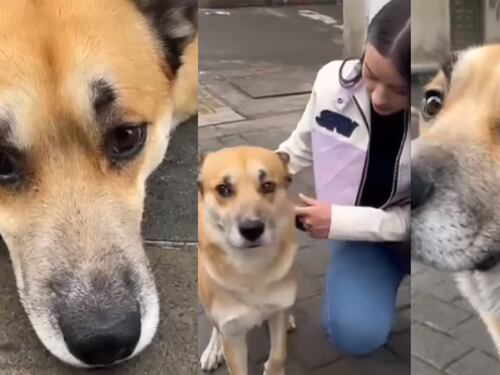 Aberrante: perrito fue víctima de abuso sexual por hombre al sur de Bogotá, “su carita de tristeza”