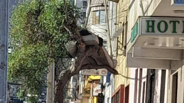 Hombre durmiendo en árbol en Antofagasta | Twitter @PulsoDeChile ·