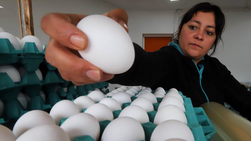 Ministro de Agricultura justifica en la falta de luz el alza de precios de los huevos y recomienda consumirlos “al estilo ranchero” para aprovechar su escasez
