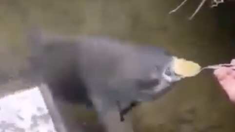 Pez alimentado con cuchara