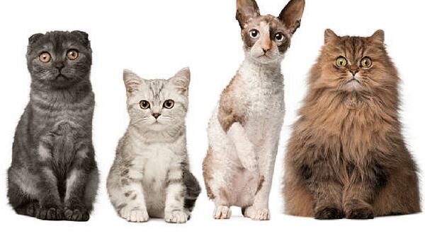 Razas de gato