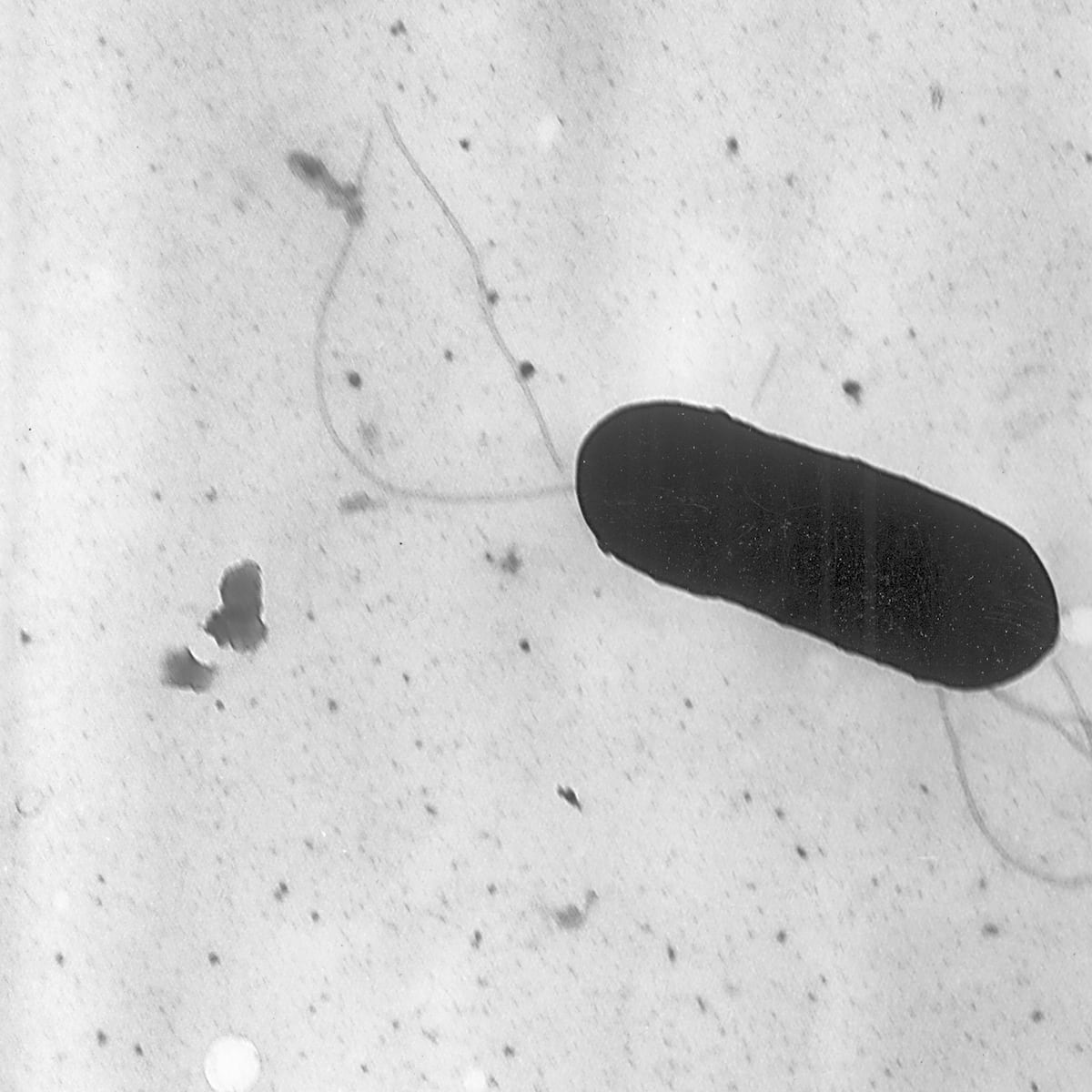 Alerta sanitaria por listeria en productos Cousine&Co y Daily Fresh Alerta sanitaria por listeria en productos Cousine&Co y Daily Fresh