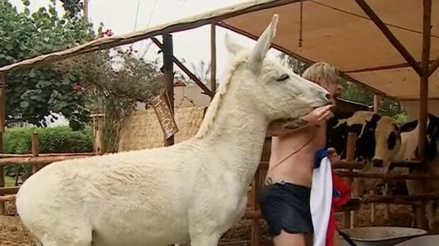 Burro mordió a Junior Playboy