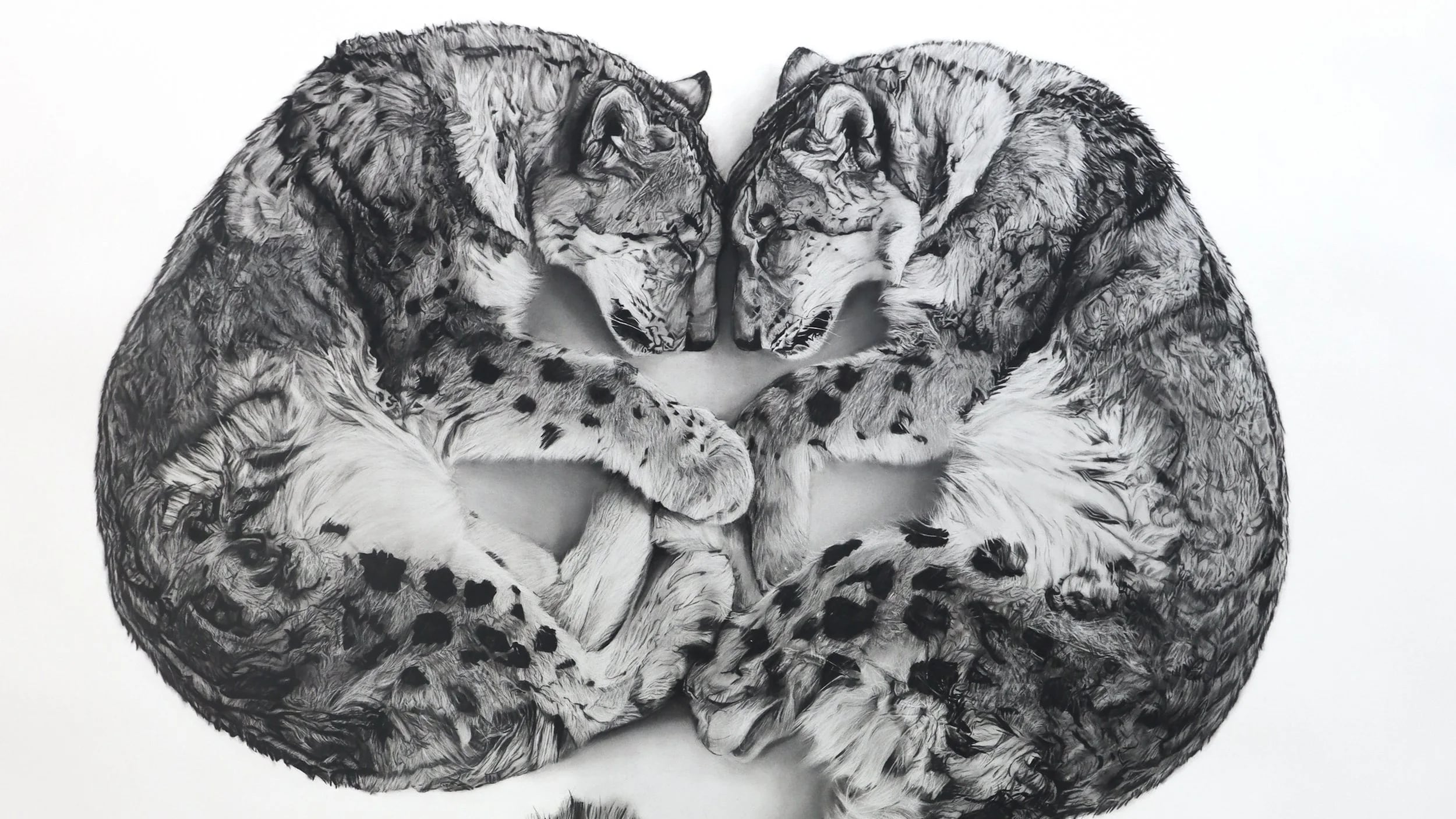 La colaboración entre Rob Harris y Georgia Harris convierte el dibujo en un lenguaje compartido de observación y emoción. Foto: Rob Harris and Georgia Harris.