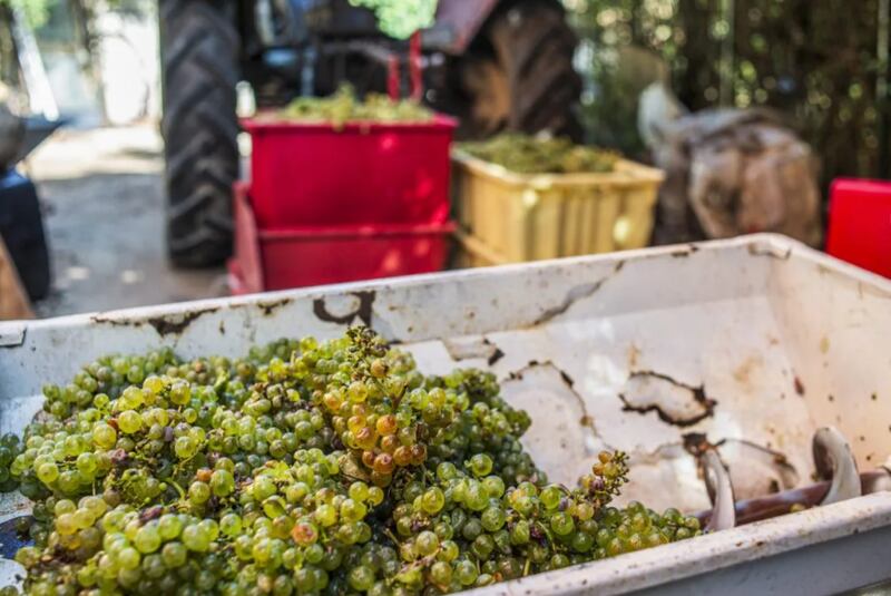 Uvas de pisco chileno