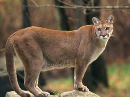 Fue en defensa propia: mató a un puma asfixiándolo luego de que el animal lo atacara por la espalda mientras corría por un sendero