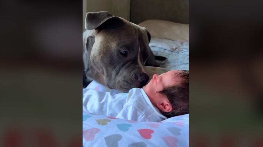 Este can enternece por todo el amor que da al más pequeño de la familia