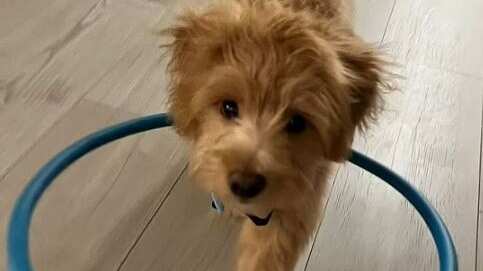 Perro no vidente iba a ser eutanasiado pero una mujer lo pudo adoptar.