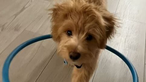 Perro no vidente iba a ser eutanasiado pero una mujer lo pudo adoptar.