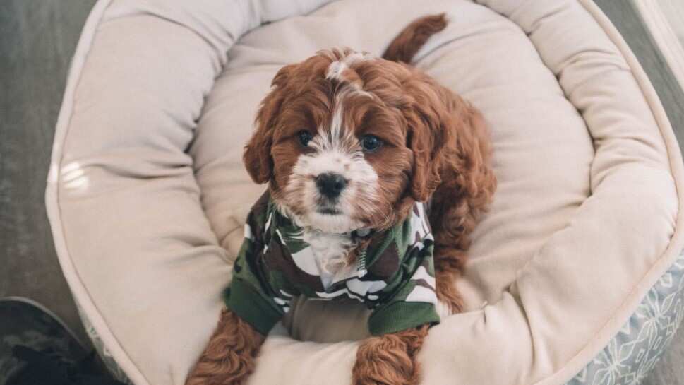 Fue una escena curiosa para el perrito