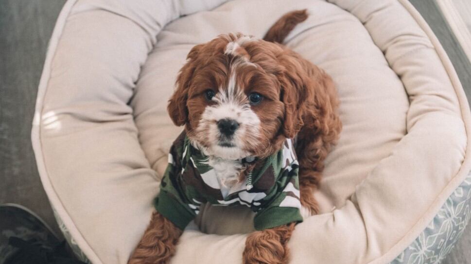 Fue una escena curiosa para el perrito