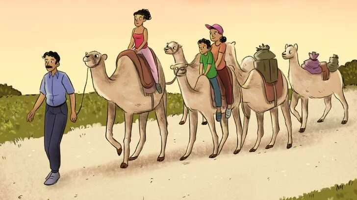 Observa bien y descubre cuál animal no es un camello.