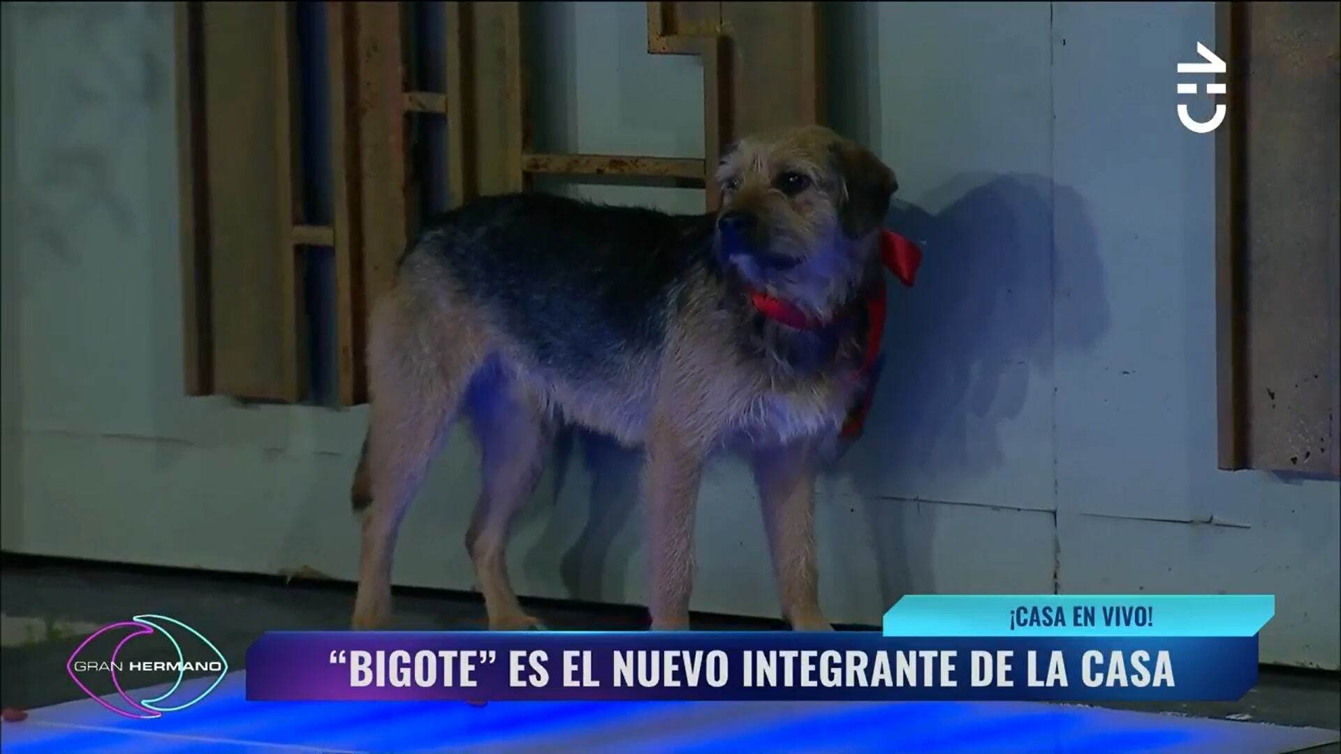 Llegada de "Bigote" a Gran Hermano | Captura: CHV