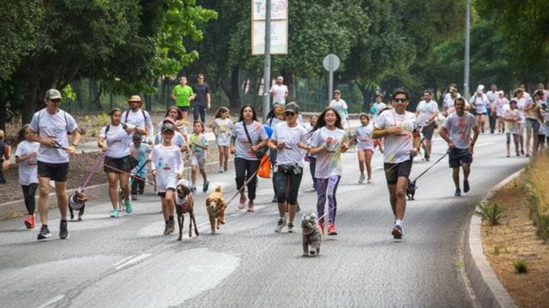 La Florida invita a “Expo Patitas”, feria gratuita para mascotas que incluirá la corrida “Color Pet”