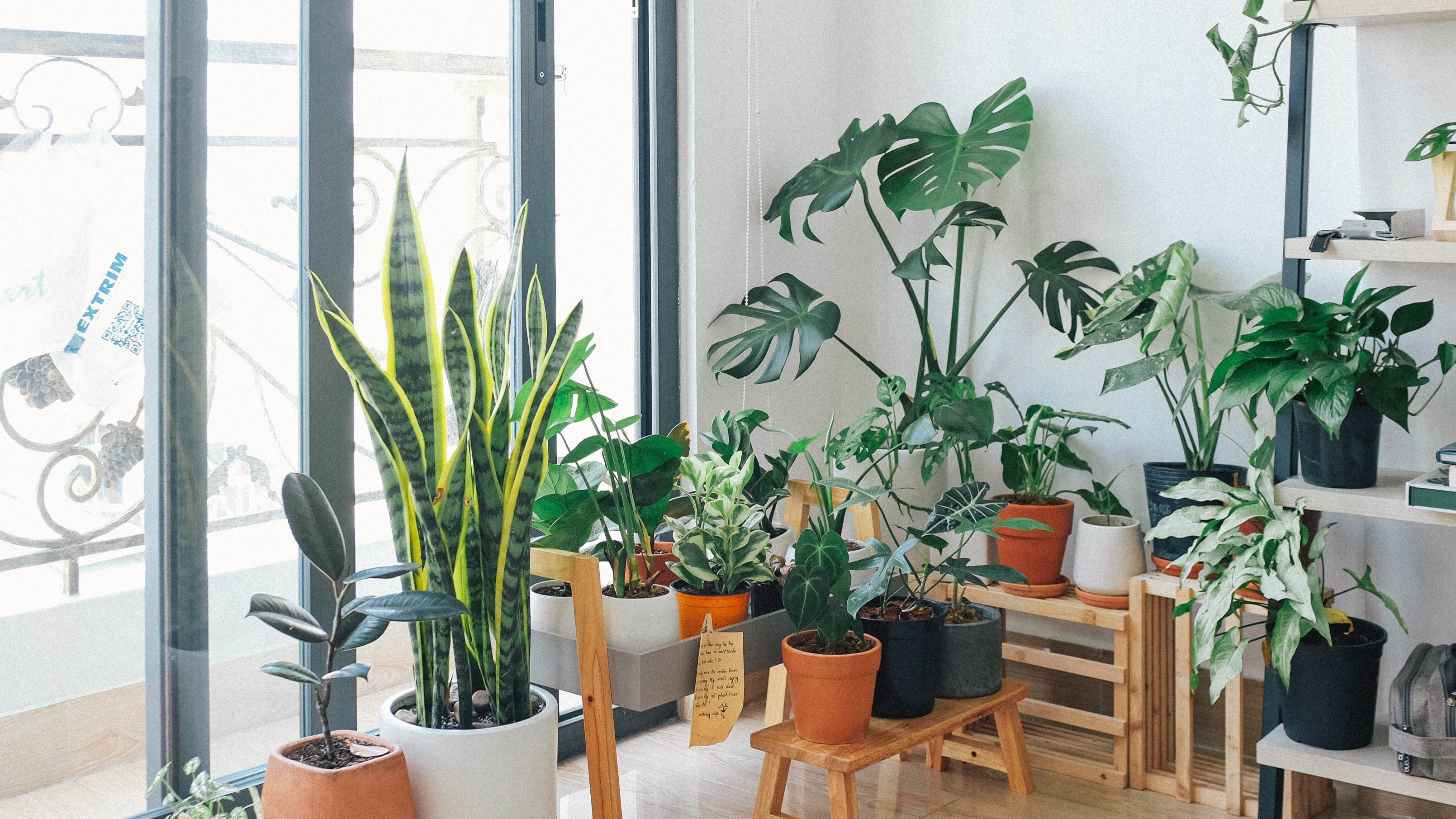 Porque você não deveria ter plantas falsas na sua casa, segundo o Feng Shui