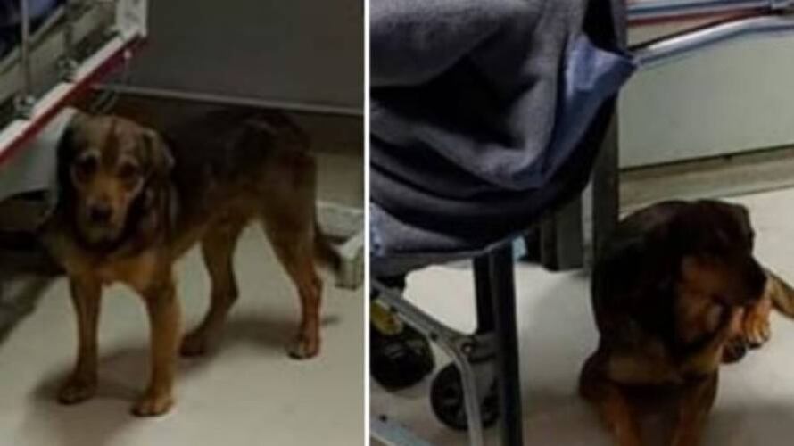 Hombre sufrió accidente en un centro comercial y su perro lo siguió hasta el hospital