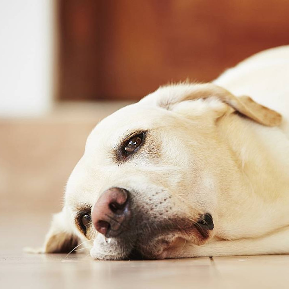 Detectan variante Ómicron en perros por primera vez a nivel mundial Detectan variante Ómicron en perros por primera vez a nivel mundial