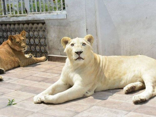Un hombre tenía tres leones africanos como mascotas en la azotea de su casa en México