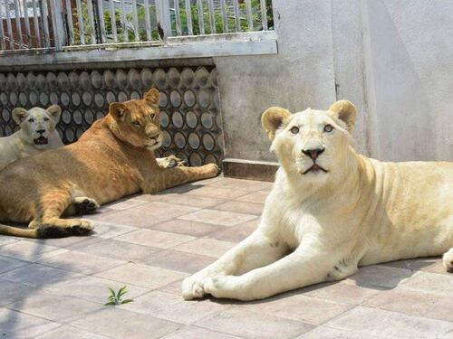 Un hombre tenía tres leones africanos como mascotas en la azotea de su casa en México