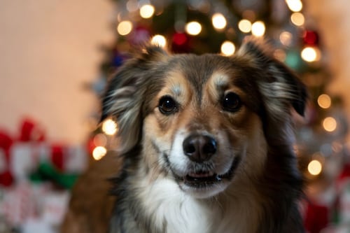 Alerta por adopciones impulsivas en Navidad: veterinarios llaman a la tenencia responsable