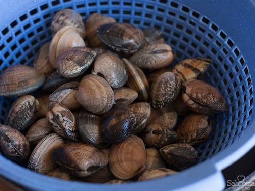 Decretan cierre de la bahía de Tongoy por presencia de toxina amnésica en mariscos