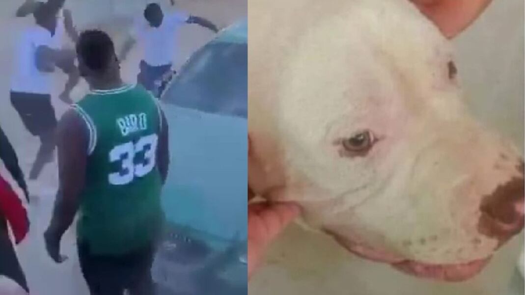 Perro agredido en Copiapó