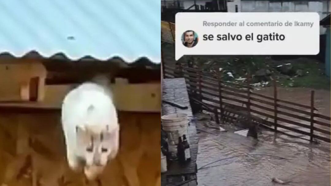 Gato se salvó de morir ahogado