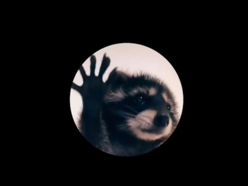 Curiosidades de la canción “Pedro, Pedro, Pedro”, mapache que se viralizó en redes sociales