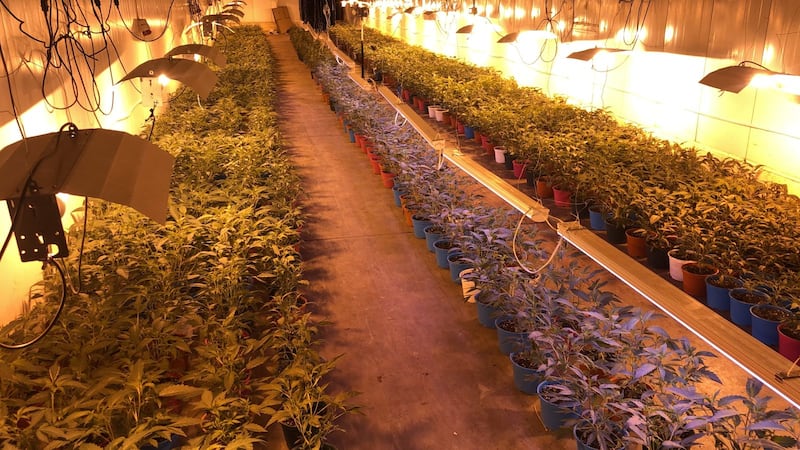 Plantas de marihuana indoor