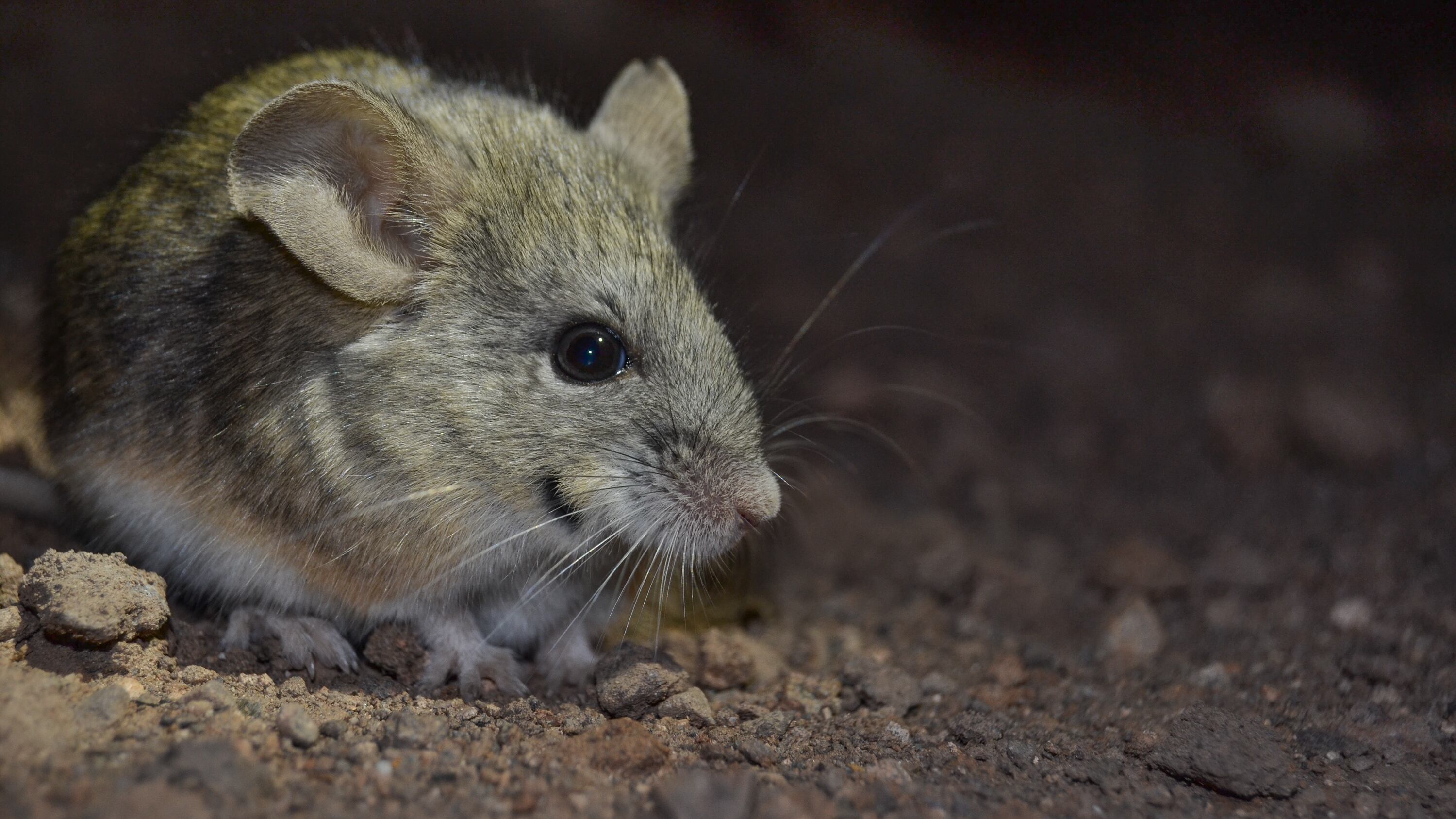 Roedor orejudo de Darwin