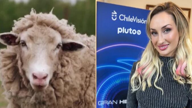 La última eliminada de Gran Hermano, Francisca Maira, desclasificó de cómo surgió la idea de imitar el sonido de una oveja, muletilla que sorprendió al interior del reality y que, incluso, fue aludida en el comercial del próximo reality de Cana 13, “Tierra Brava”, donde se jactaron de tener “ovejas de verdad”.
Fue tras su salida del encierro que la rubia (por fuerza mayor, luego que en la peluquería le quemaran el pelo), contó a Publimetro cuándo adoptó el sonido “¡Beeeee!” como parte de su sello.