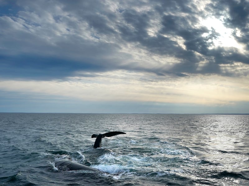 Islandia suspende caza de ballenas en plena ola de ataques de orcas