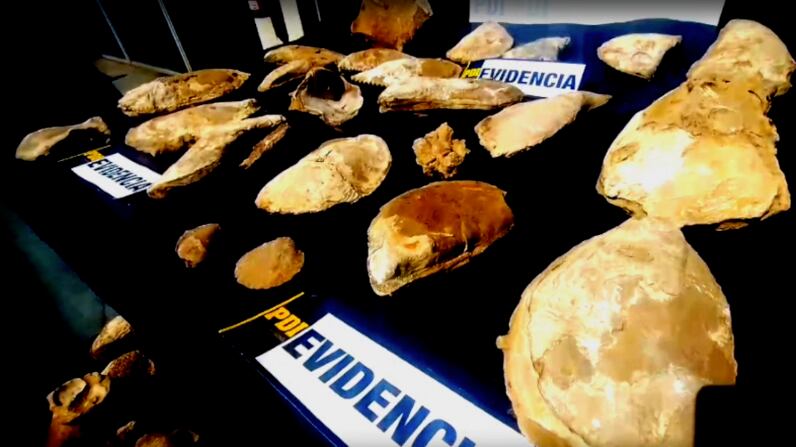 Fósiles incautados en Coquimbo | Fuente: PDI