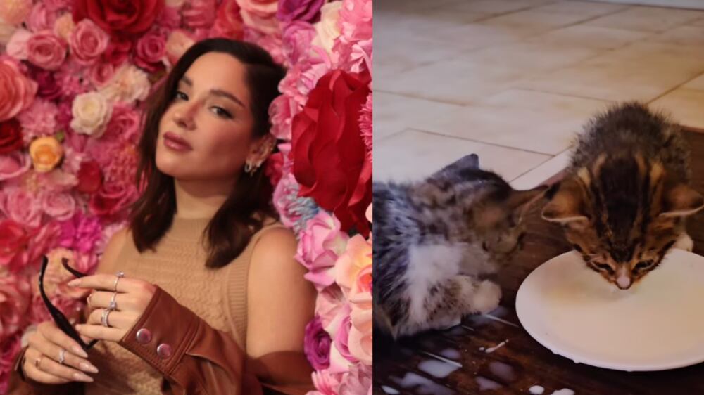 Kel Calderón y gatitos | Fuente: Instagram