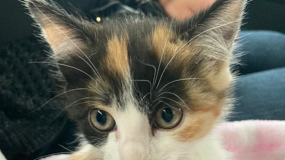 Este jueves 8 de agosto se conmemora en el mundo el "Día Internacional del Gato".