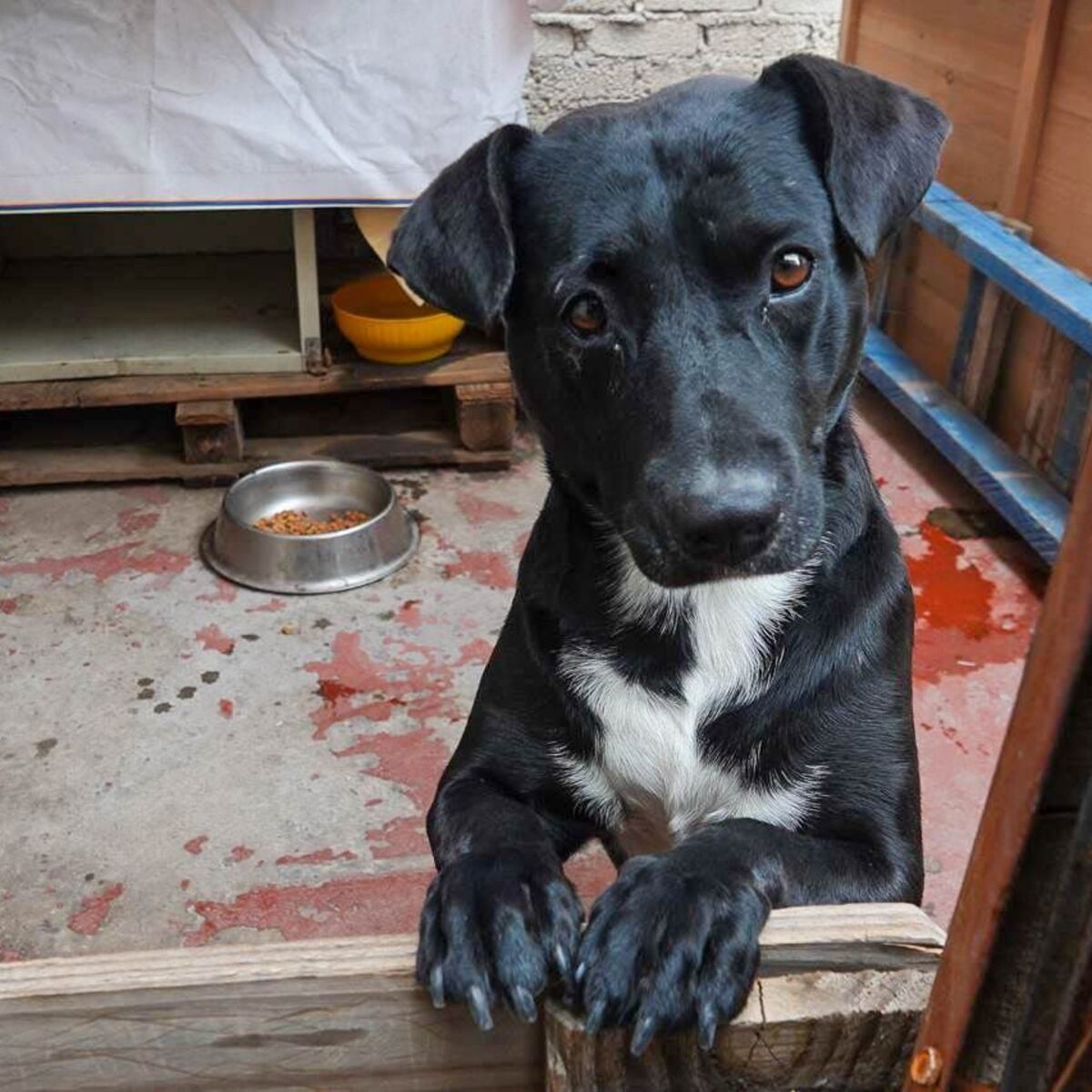 Proponen cárcel efectiva por maltrato con causa de muerte a mascotas Proponen cárcel efectiva por maltrato con causa de muerte a mascotas
