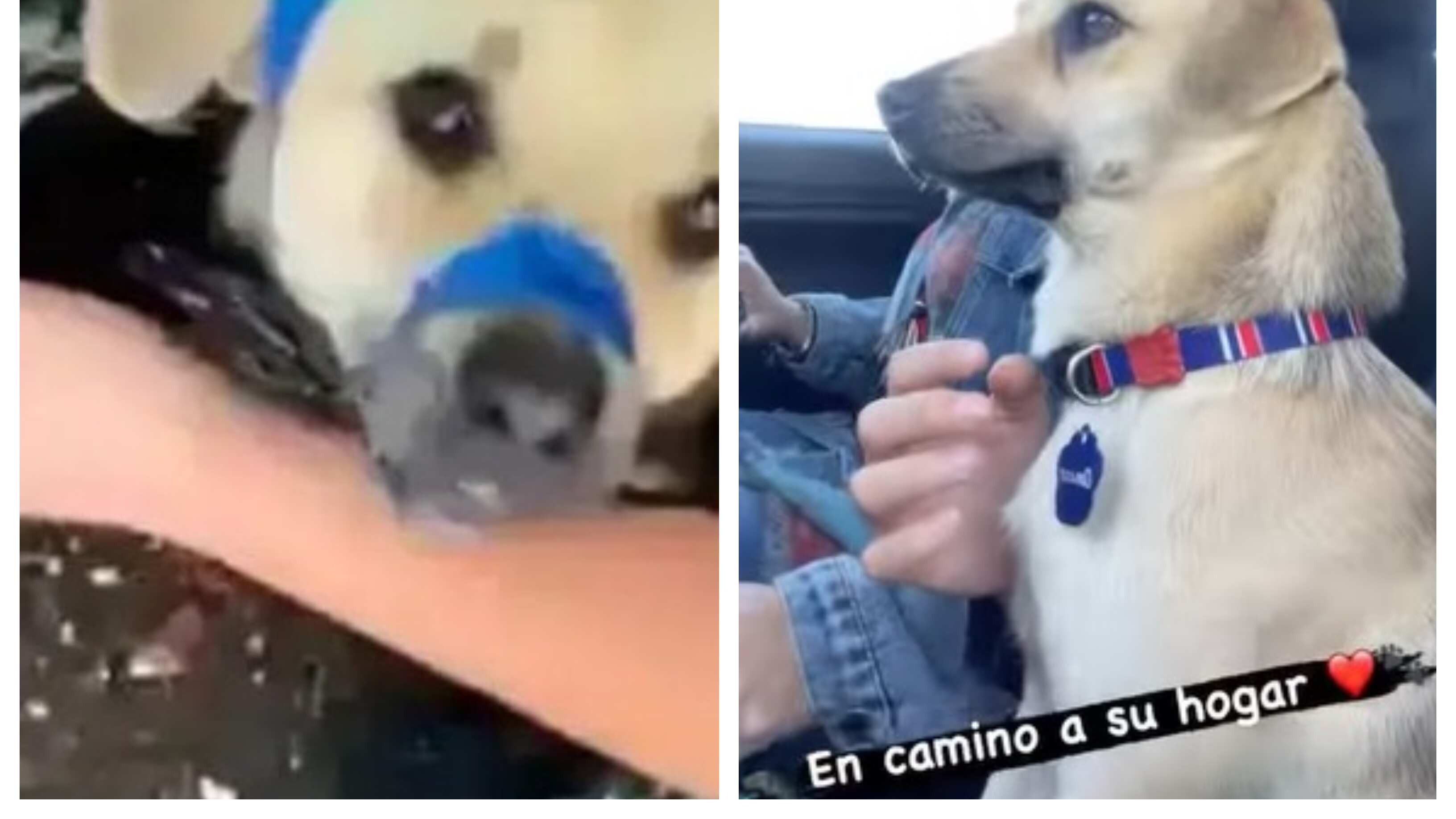 Amaro se llama el perro rescatado desde una bolsa de basura en Temuco.