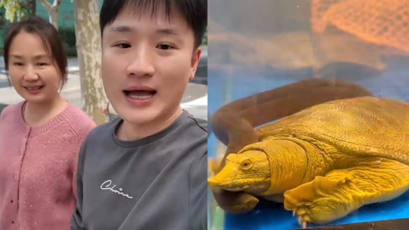 Yuhui Lee generó debate tras mostrar video donde cocinan una tortuga: “Es muy común en China”