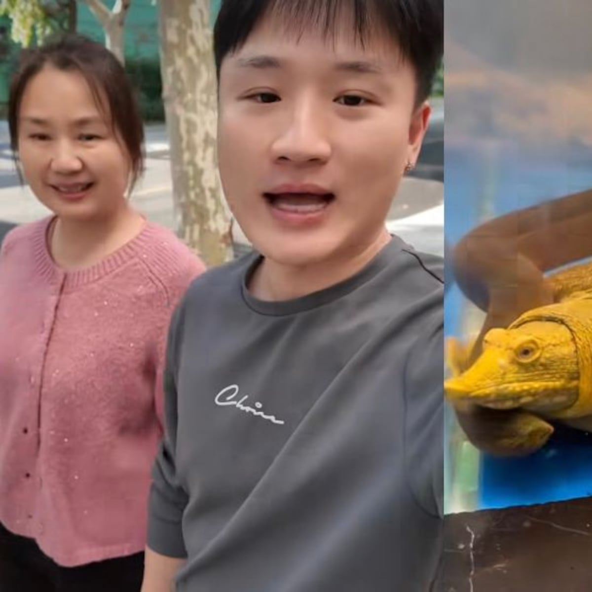 Yuhui Lee muestra video cocinando tortuga en Instagram Yuhui Lee muestra video cocinando tortuga en Instagram