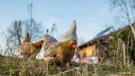 Detectan en China el primer caso humano de gripe aviar H3N8