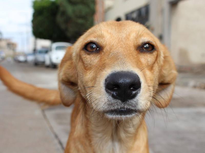 Un perro callejero mira directamente a la cámara.