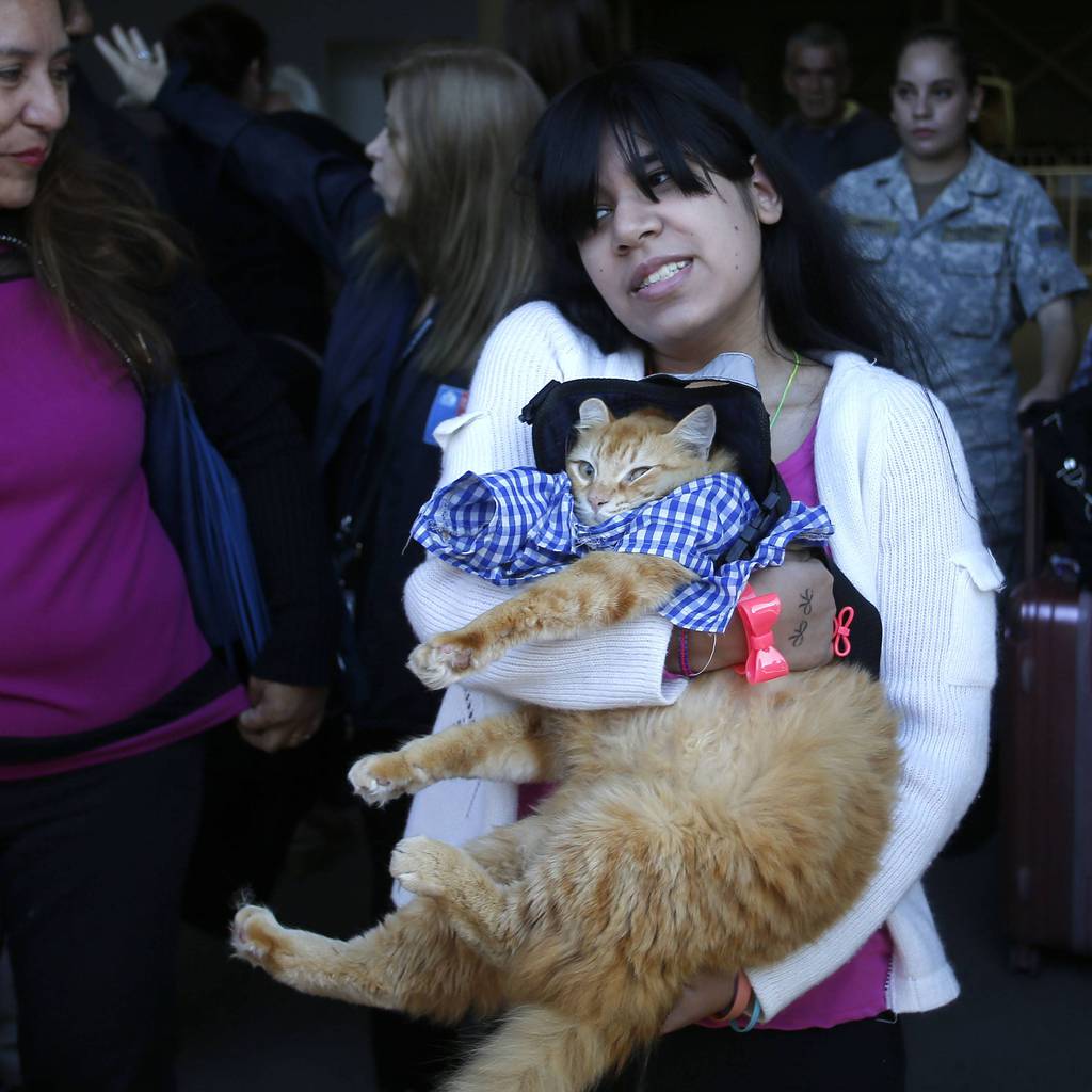 Misifú: La historia del gato venía en con chilenos desde Venezuela – Chile
